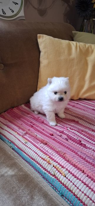 Мини Померанчета