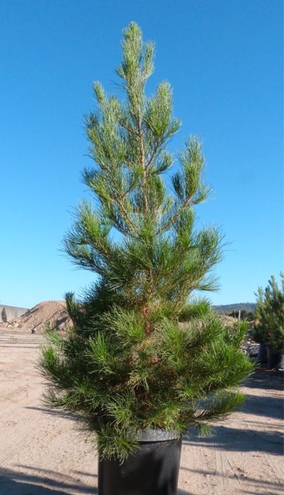 Саженцы көшет қара ағаш ёлка сосна