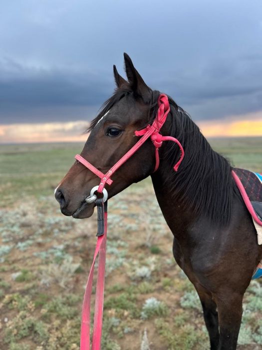 Сатылымда таза канды 1,5жасар