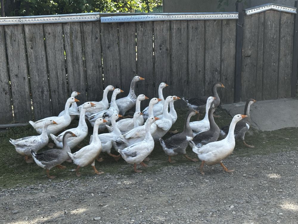 Vand gaste tinere au in jur de 3 si 5 kg
