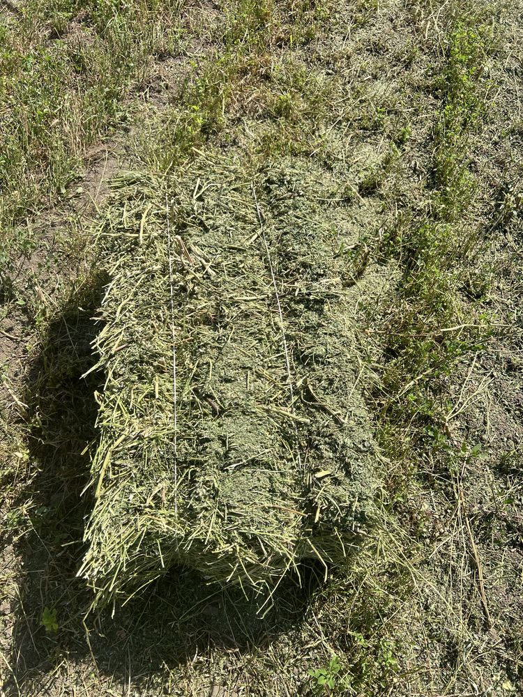Продается свежая, чистая глюцерна