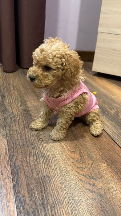 Пудел той, пуделчета