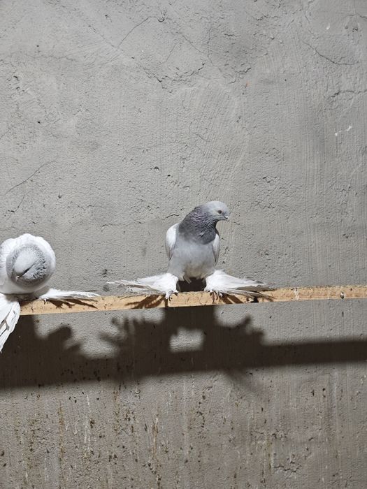 Kaptar kabutar golubi golubey uddi