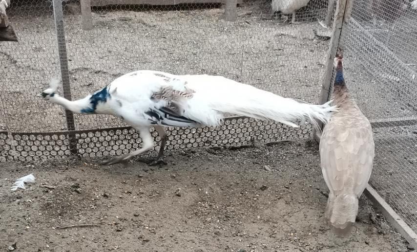 Тригодишни пауни