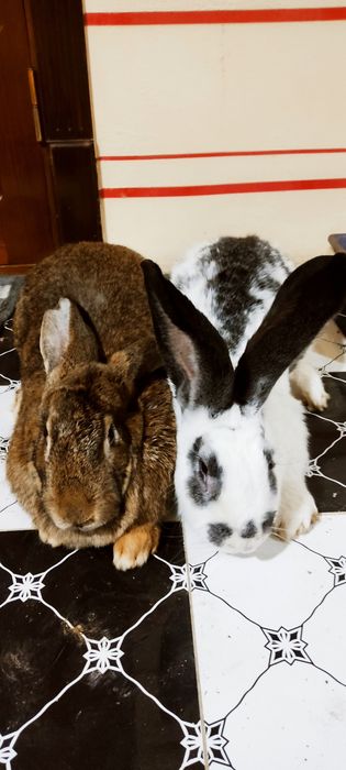 Куйон сотилади    т