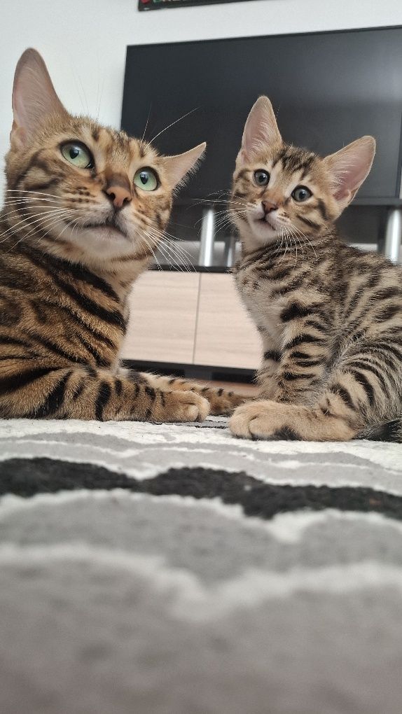 Бенгалски котета