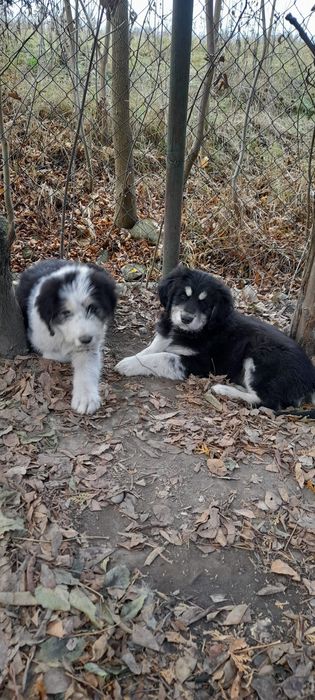 Donatie pui de ciobănesc