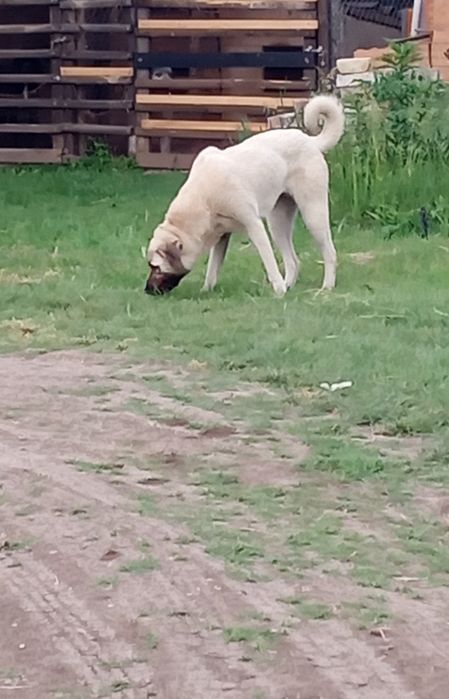 Кангал-женски.търси нови стопани