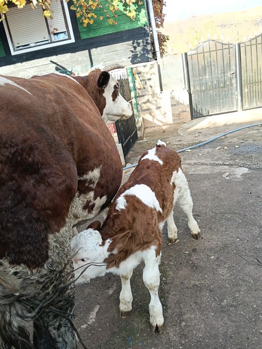 De vânzare vacă fătată