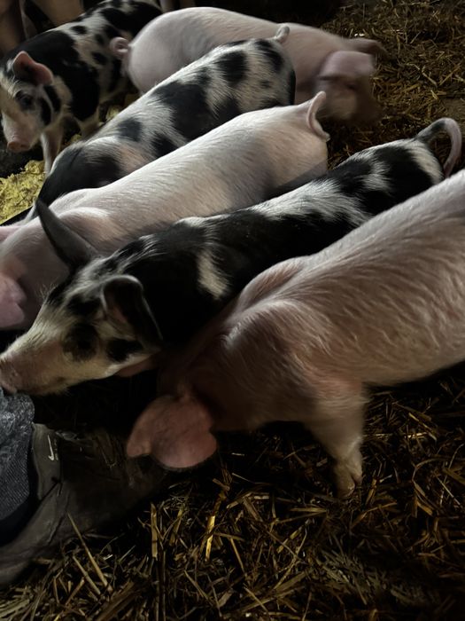 Продавам домашни прасета