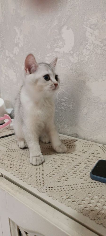 shinshilla mushuk bolalari
