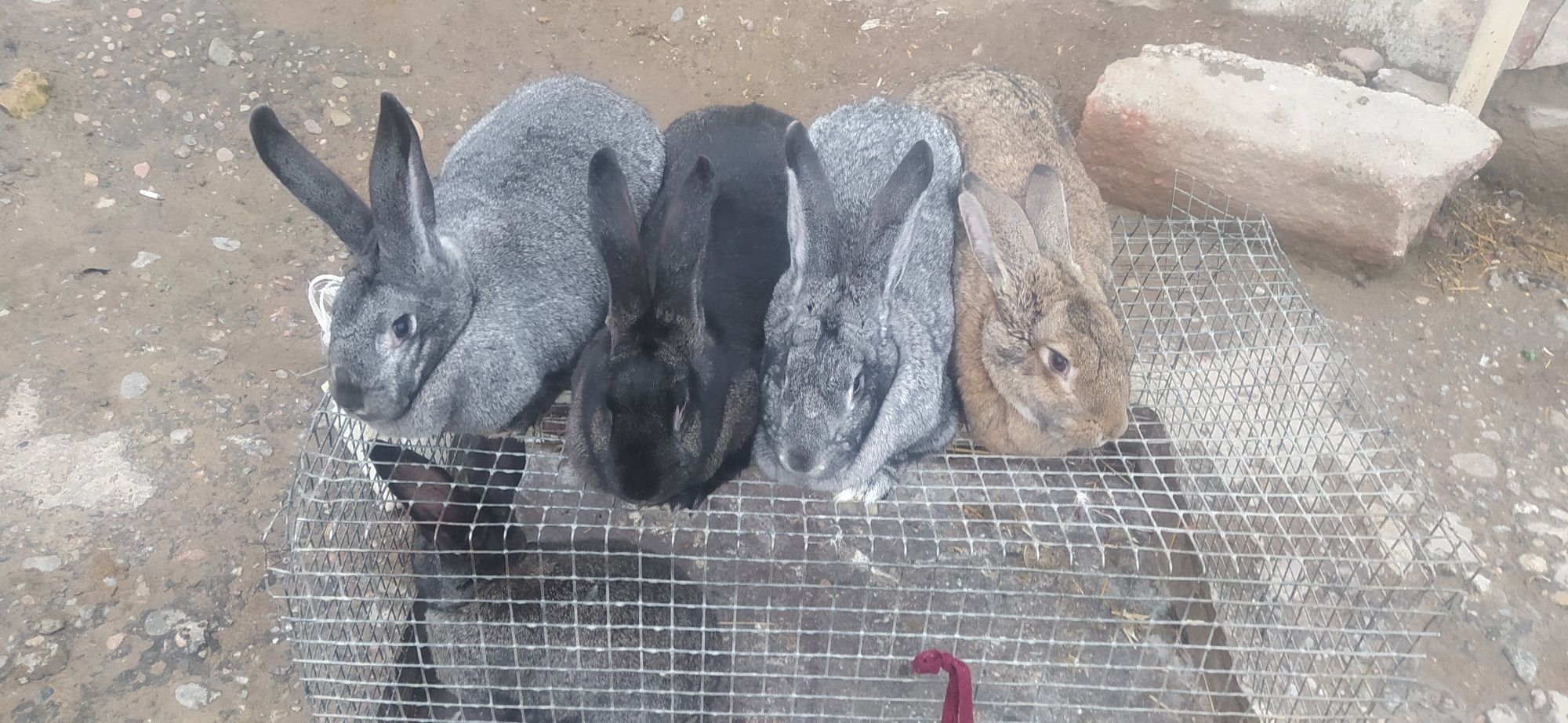 Quyon Sotaman Soyib berish xizmatiyam bor Svejiy soyiladi zakaz 24/7