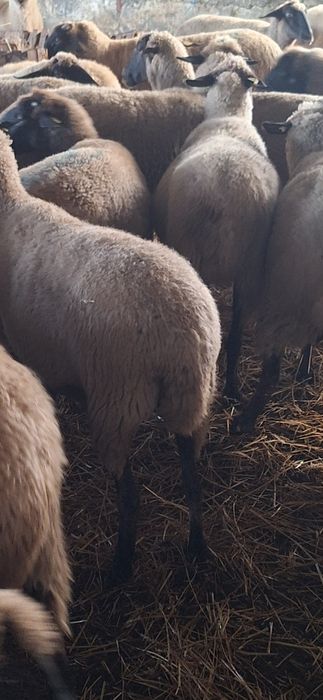 Vând 50 oi carabase tinere și gestante