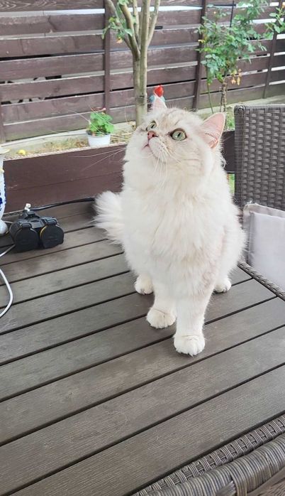 British longhair poze reale