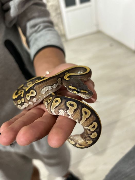 Piton regal de companie