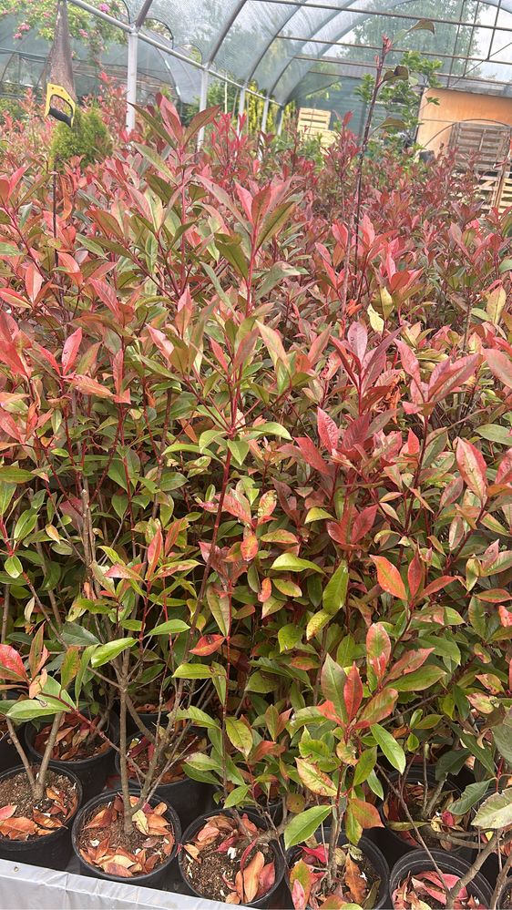 Photinia red robin