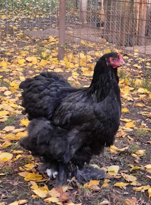 Gaini Cochinchina si Brahma disponibile