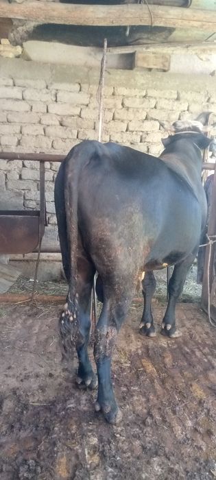 Семиз бука сотилади