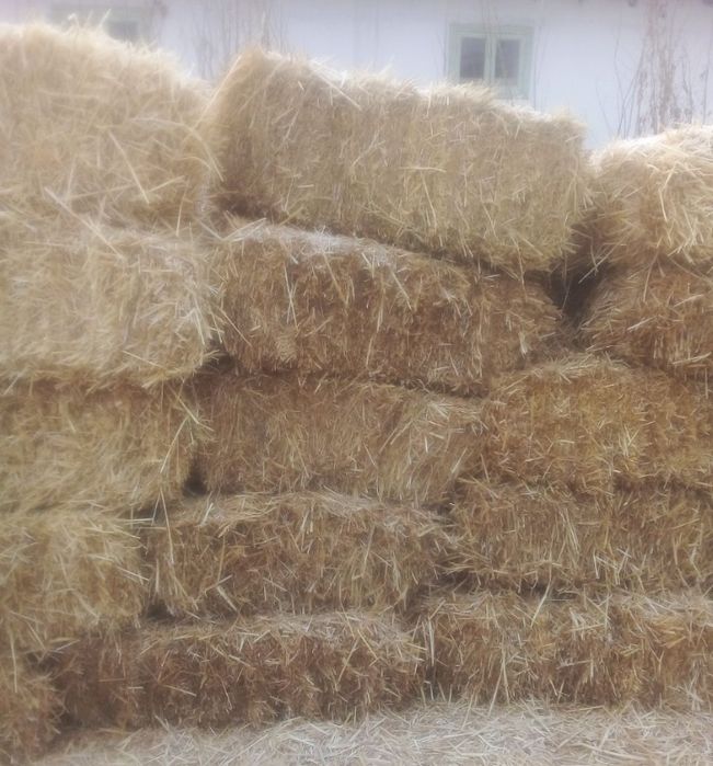 Бугдой сомони сотувда бор