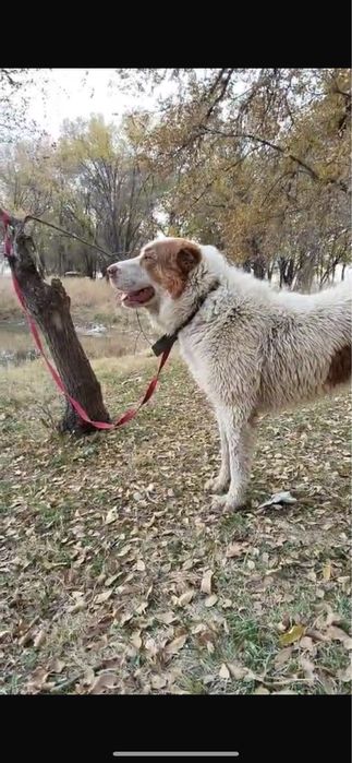 Продам  срочно собаку кабель )))