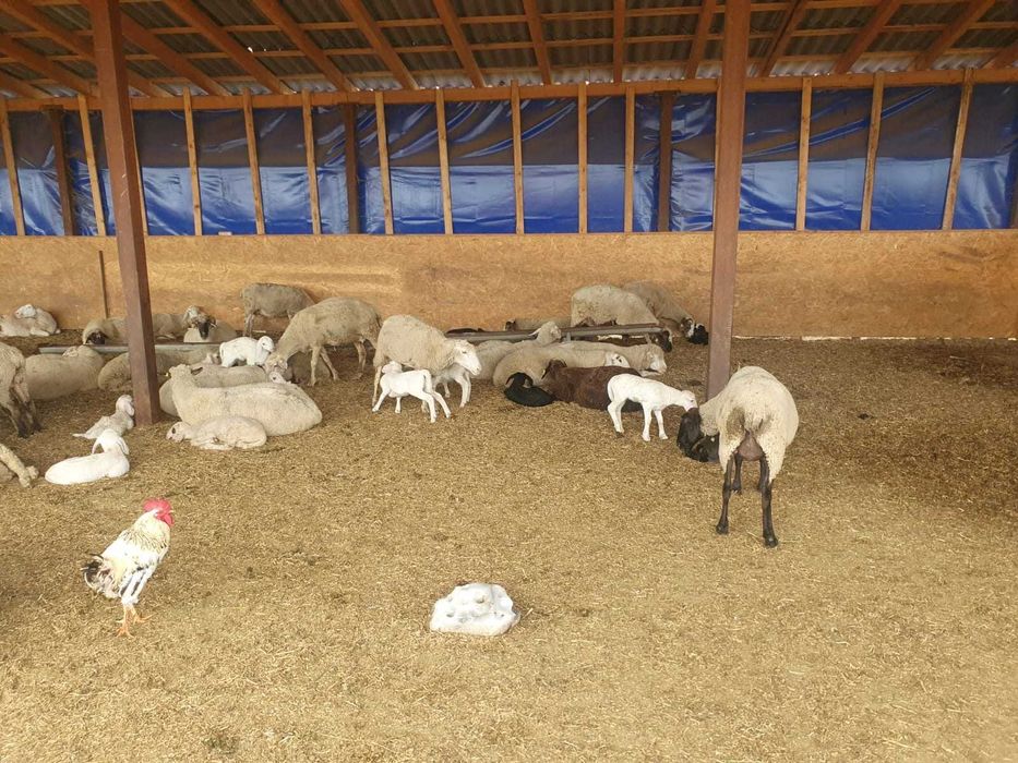 Vand 80 de oi , toate sunt cu miei, rasa merinos