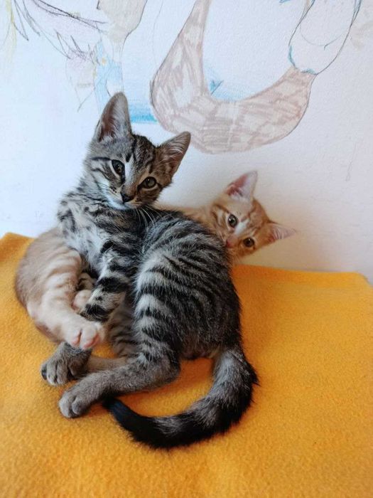 Домашни котенца, на 2,5 месеца, търсят любящи домове