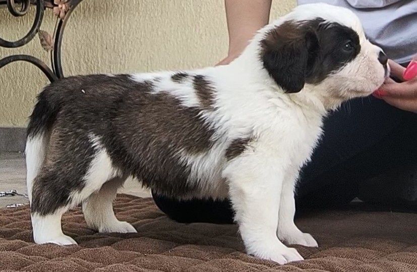 Femela Saint Bernard cu Pedigree