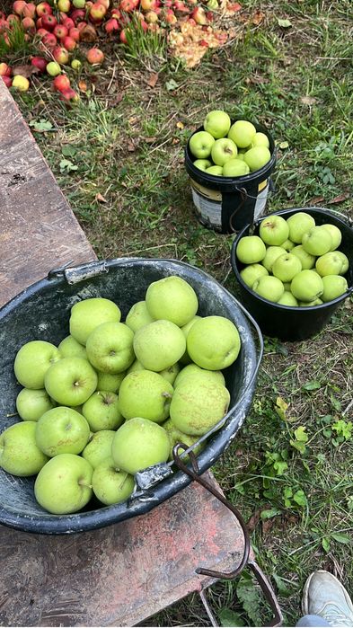 Mere Golden Jonathan Florina