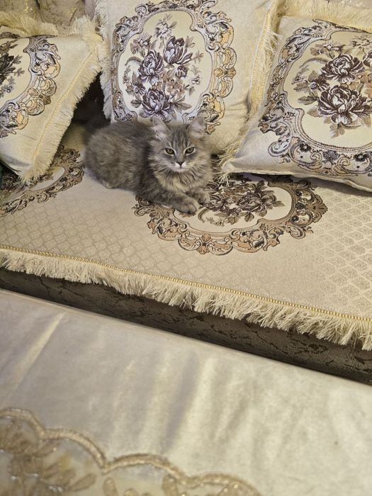 Пародистый котик Британский лонгхер