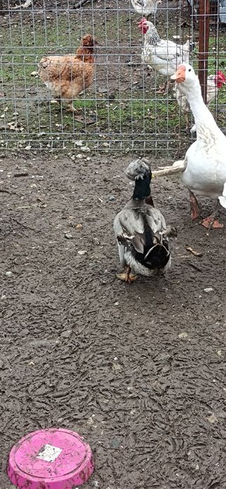 Rățoi moțat de vânzare