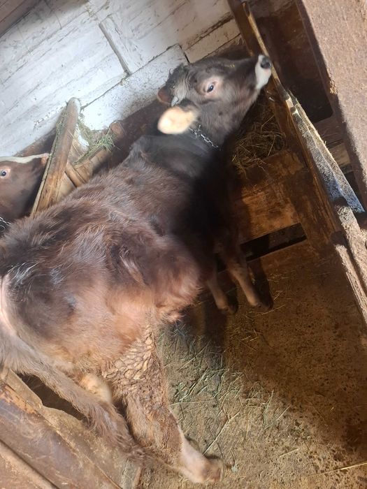 Vand Tauras in varsta de 9 luni