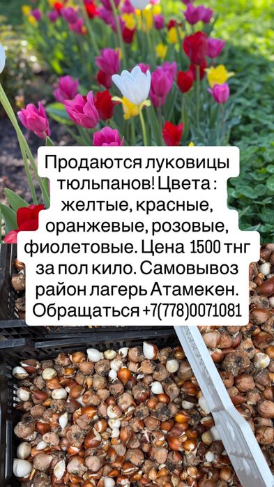 В продажн луковицы тюльпанов