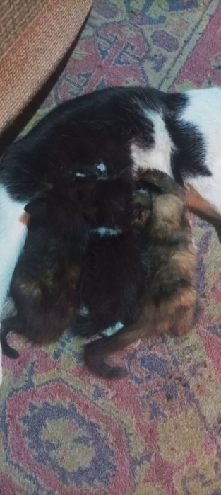 Отдам котят в хорошие руки