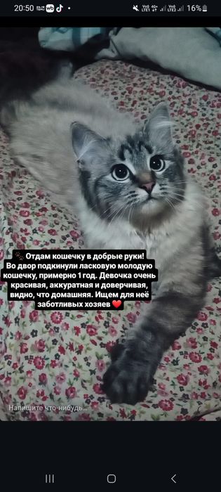 Кошечка,бесплатно