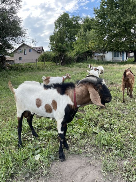 Vand capre de origine angonubiene 5 capre si un țap