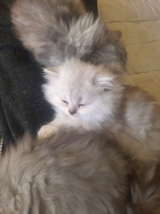 Персийски котенца сребърна чинчила