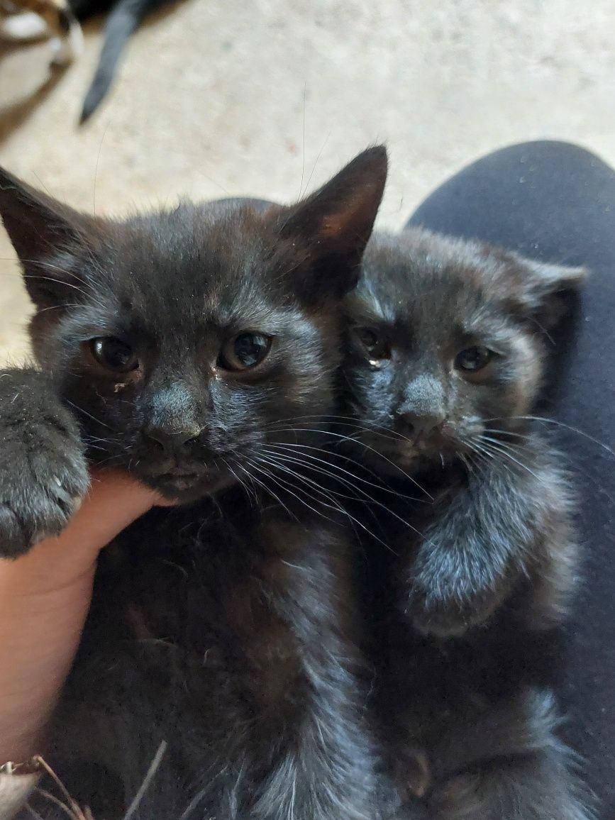 Ofer pui de pisică spre adopție