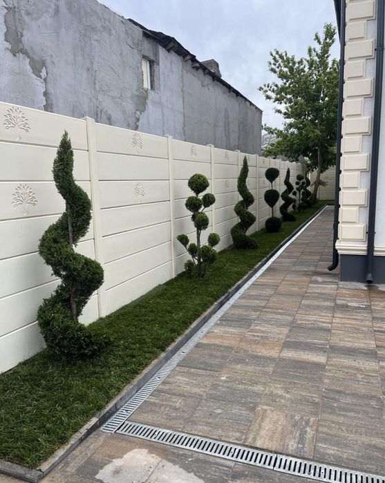 Vând tuia leylandi chiparos pin mestecând tei