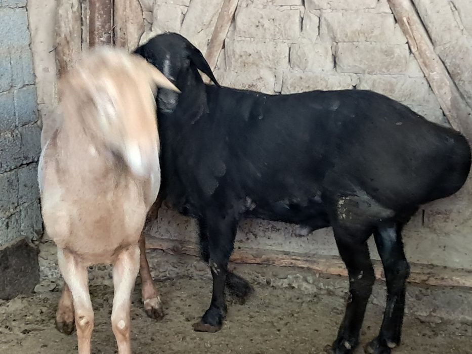 Кучкор сотилади тоза ем билан бокилган.