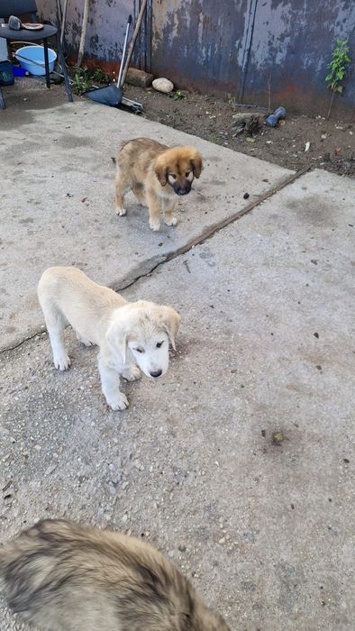 Câini spre adopție zona soseaua de centura Autobon, Greenkraft