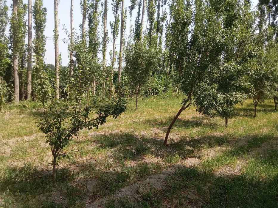 СРОЧНО Ҳовли жой сотилади