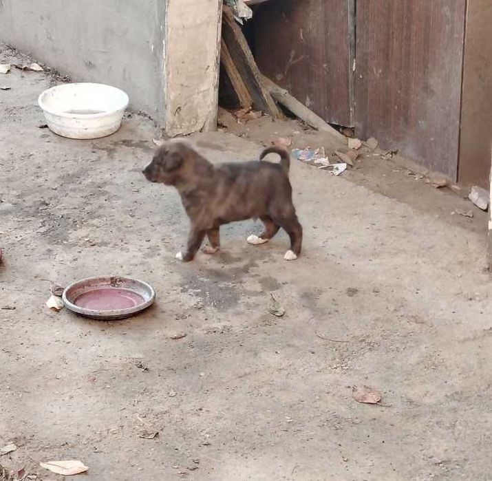 Отдам щенков бесплатно