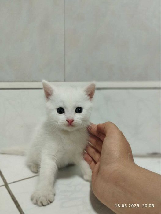 Котята скоттишфолд чистокровные