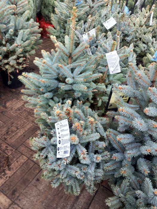 Vând puieți de brazi arginti super blu