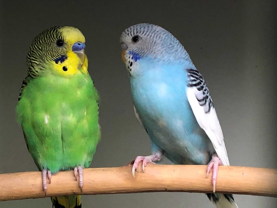 Vând peruși diverse culori