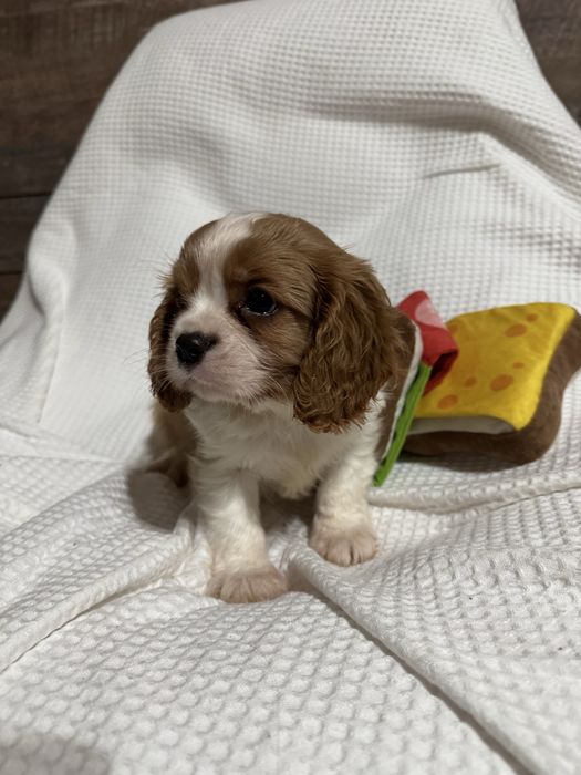 Кавалер Кинг Чарлз шпаньол