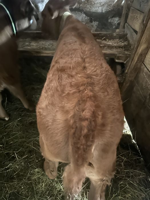 Vand doue vitele intarcate una angus si baltata