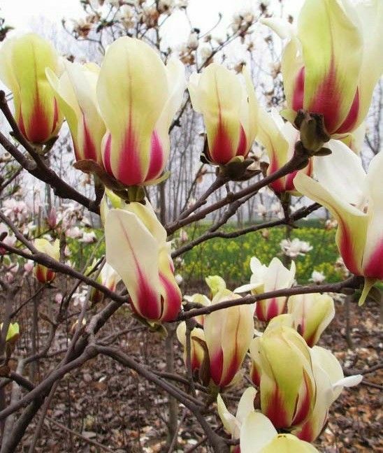 Pomi Ornamentali Magnolia sunrisses
