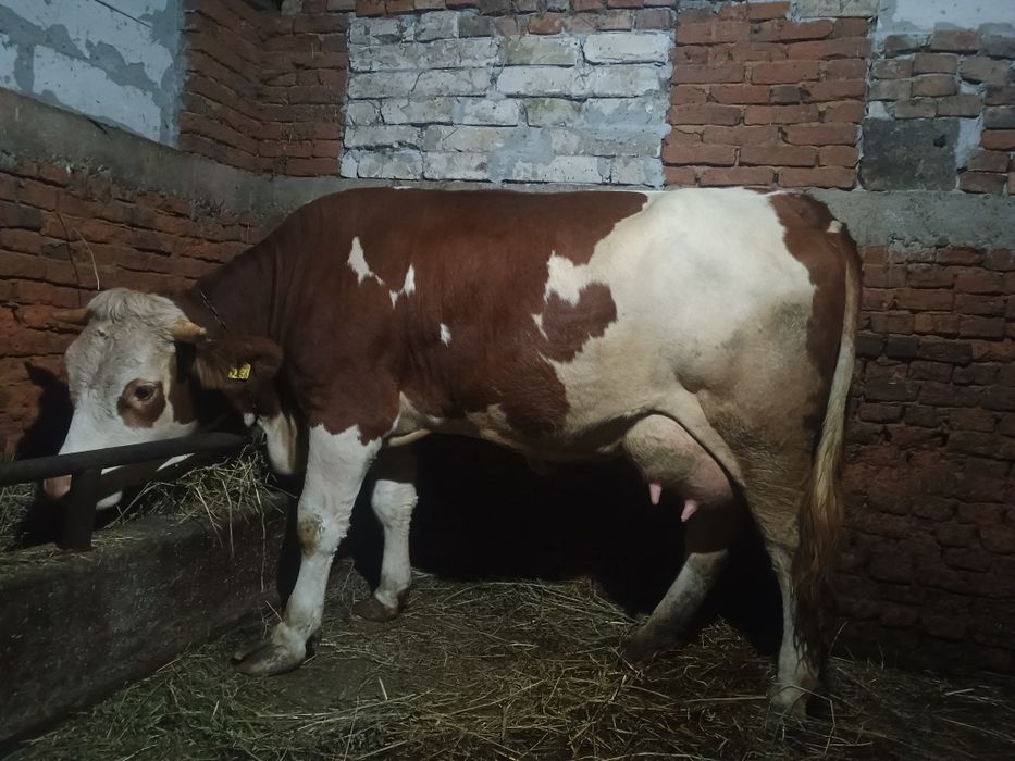 Vând jurinca la prima fătare fătată recent cu 27 de litri de lapte p z