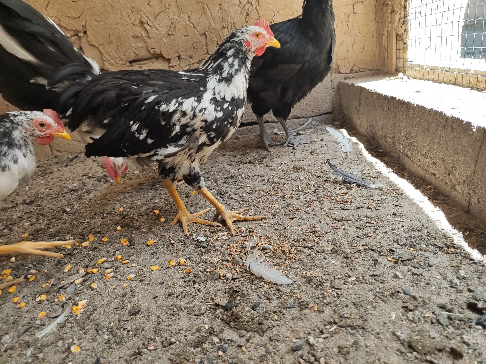 Xoʻrozchalar Leggorn Dalmatin